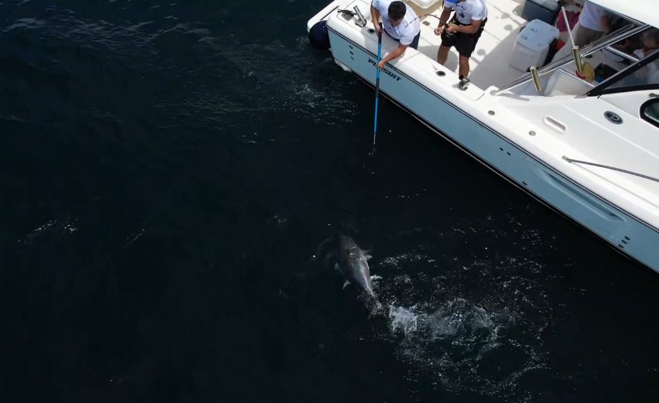Pursuit 3100 Offshore, bow view
